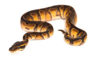 Python regius, enchi black head red stripe